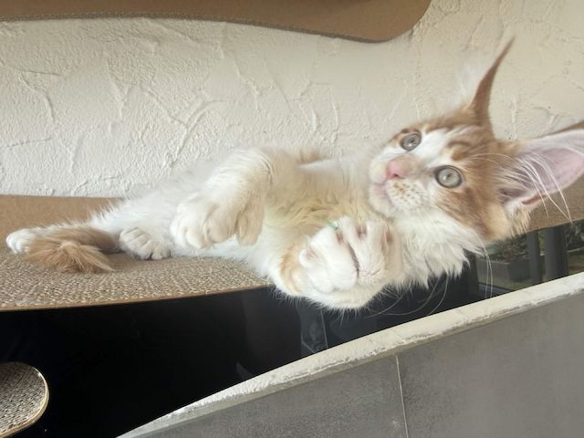 Maine Coon Kater mit Stammbaum - sofort auszugsbereit