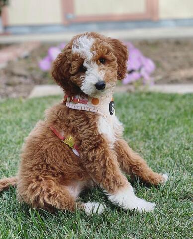 Zauberhafter 12 Wochen alter Goldendoodle-Welpe – Liebevoll, Intelligent & Familienfreundlich
