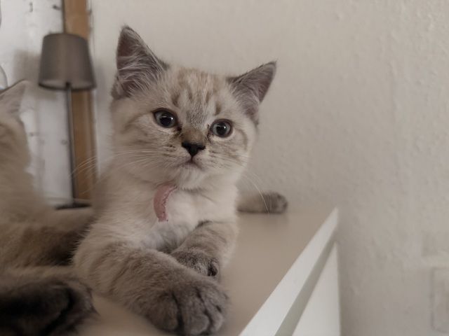 5 Wunderschöne BKH-SIAM Kitten