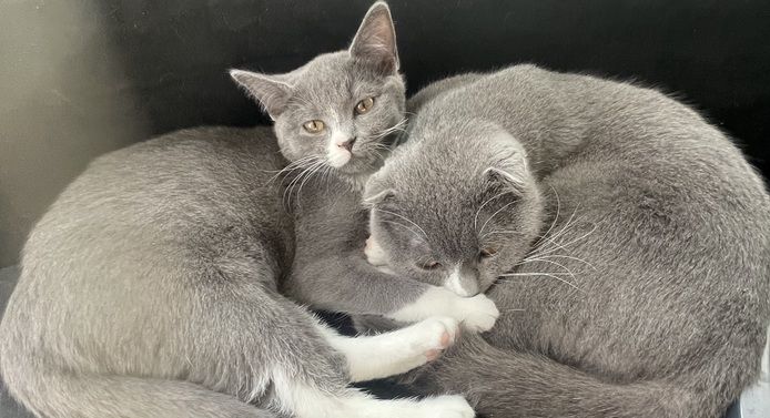 BKH Katze