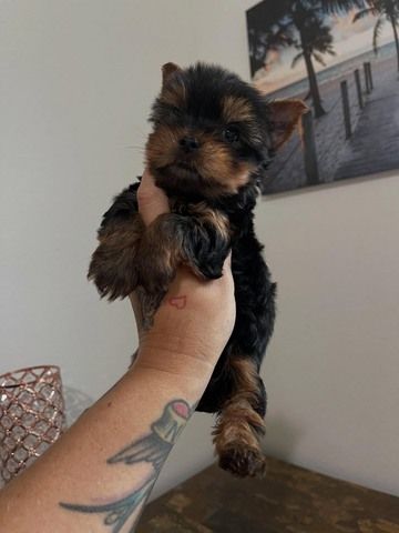 Wunderschöne Yorkshire-Welpen suchen ein Zuhause