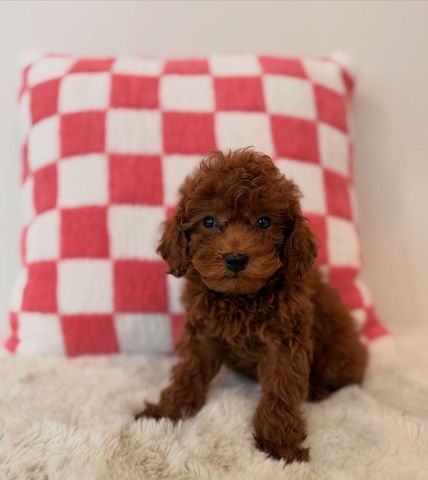 Goldendoodle