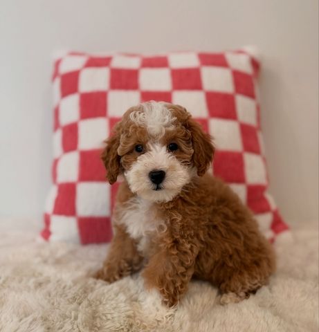 Goldendoodle