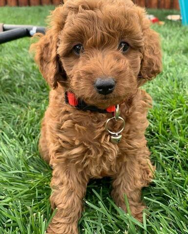 Wunderschöner 12 Wochen alter Goldendoodle-Welpe sucht ein liebevolles Zuhause!