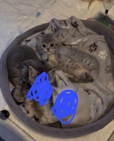 Wunderschöne Britisch Kurzhaar (BKH) Kitten in liebevolle Hände abzugeben 🐾