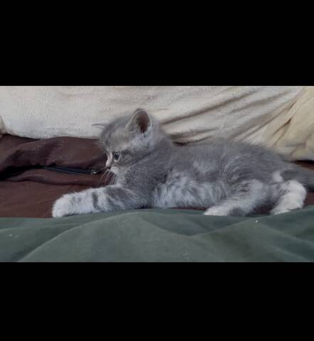 Wunderschöne Britisch Kurzhaar (BKH) Kitten in liebevolle Hände abzugeben 🐾