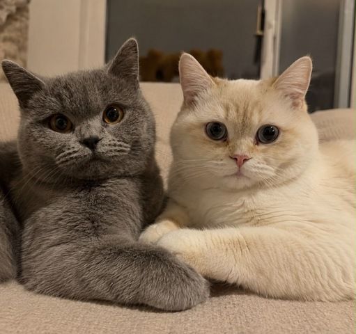 Wunderschöne Britisch Kurzhaar (BKH) Kitten in liebevolle Hände abzugeben 🐾