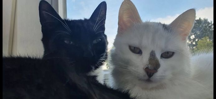 Zwei liebevolle Hauskatzen suchen gemeinsam ein neues Zuhause