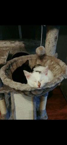 Zwei liebevolle Hauskatzen suchen gemeinsam ein neues Zuhause