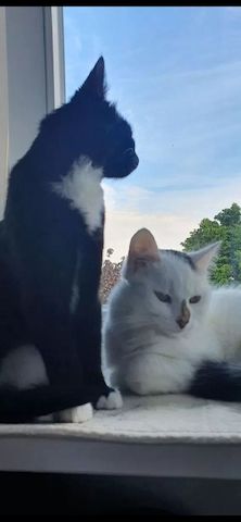 Zwei liebevolle Hauskatzen suchen gemeinsam ein neues Zuhause