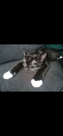 Zwei liebevolle Hauskatzen suchen gemeinsam ein neues Zuhause
