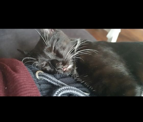 Zwei liebevolle Hauskatzen suchen gemeinsam ein neues Zuhause