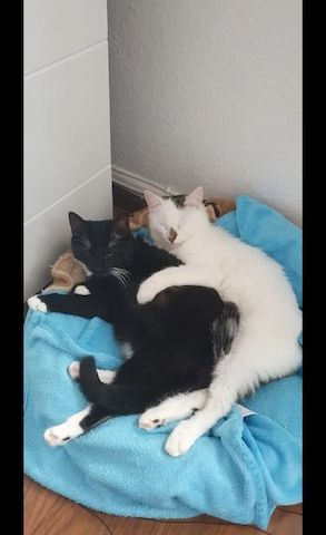 Zwei liebevolle Hauskatzen suchen gemeinsam ein neues Zuhause
