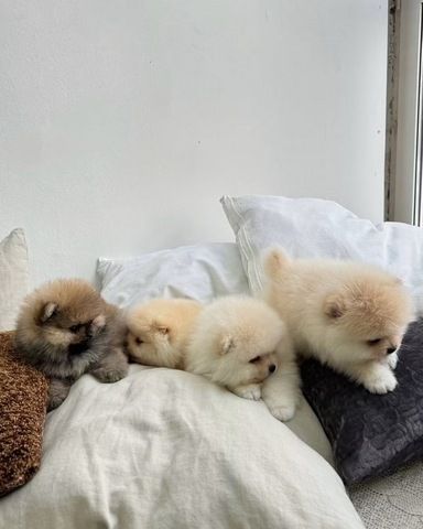 Wunderschöne Zwergspitz-Welpen (Pomeranian) ab sofort abzugeben