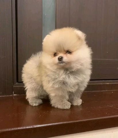 Wunderschöne Zwergspitz-Welpen (Pomeranian) ab sofort abzugeben