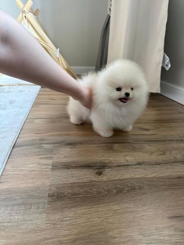 Wunderschöne Zwergspitz-Welpen (Pomeranian) ab sofort abzugeben