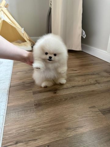 Wunderschöne Zwergspitz-Welpen (Pomeranian) ab sofort abzugeben