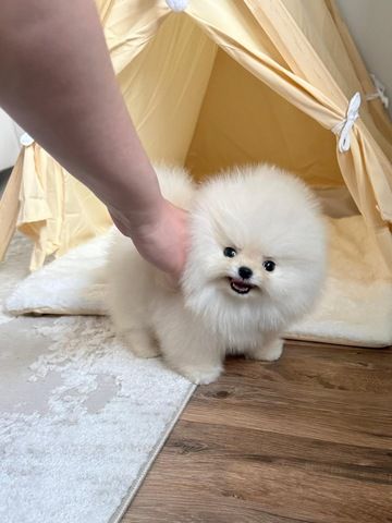 Wunderschöne Zwergspitz-Welpen (Pomeranian) ab sofort abzugeben