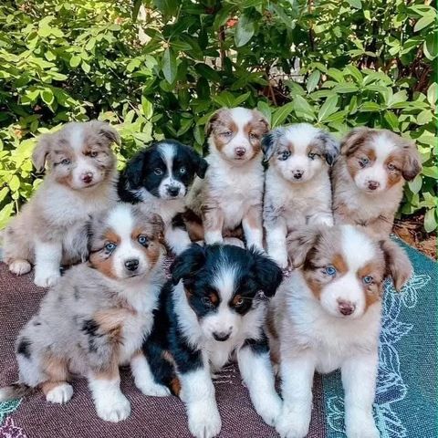 Wunderschöne Australian-Shepherd-Welpen suchen ein Zuhause