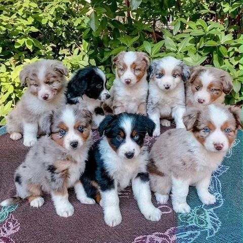 Wunderschöne Australian-Shepherd-Welpen suchen ein Zuhause