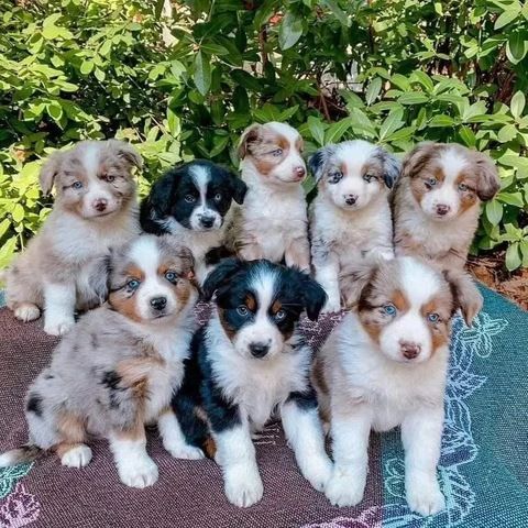 Wunderschöne Australian-Shepherd-Welpen suchen ein Zuhause