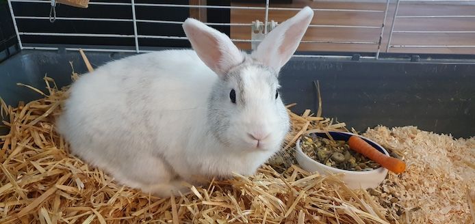 Weißes, kastriertes Kaninchen "Happy" mit Käfig in liebevolle Hände abzugeben