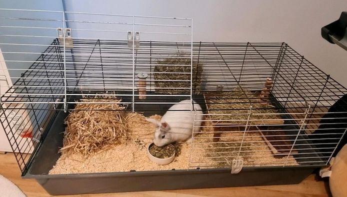 Weißes, kastriertes Kaninchen "Happy" mit Käfig in liebevolle Hände abzugeben