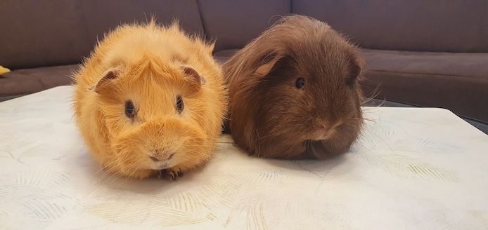 2 junge Meerschweinchen mit großem Käfig & Zubehör