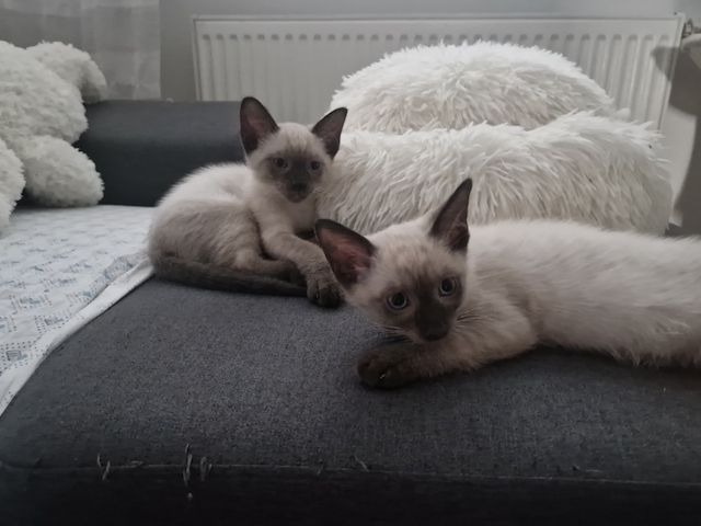 Siamkitten reinrassig