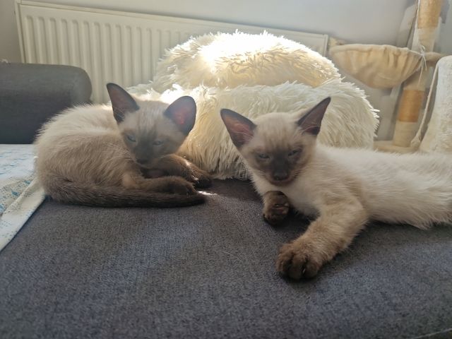 Siamkitten reinrassig