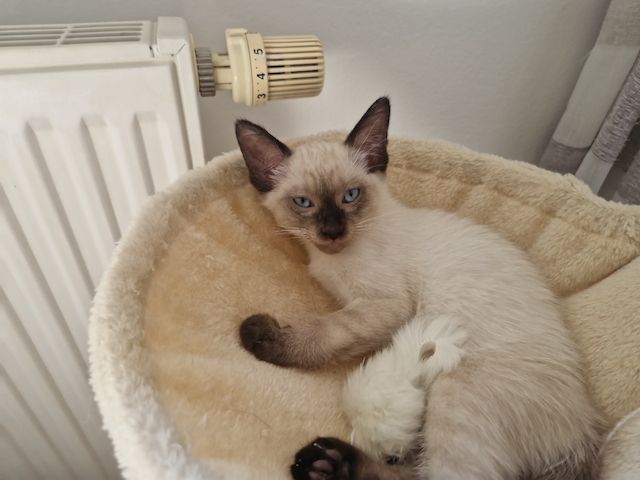 Siamkitten reinrassig