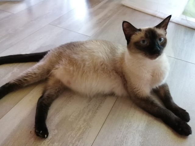 Siamkitten reinrassig