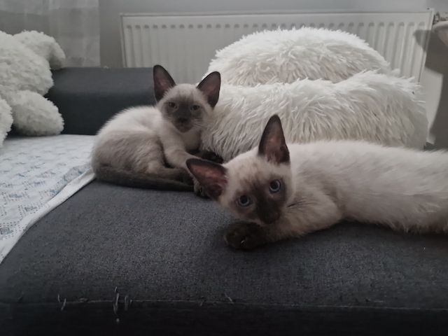 Siamkitten reinrassig