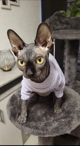 Sphynx katze weiblich