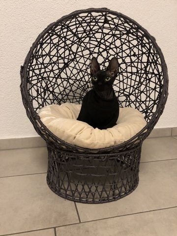 Sphynx katze weiblich
