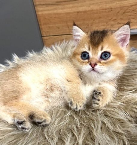 Sanfte und ruhige Munchkin-Schönheiten