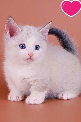 Gutaussehende Munchkin-Kätzchen mit blauen Augen zu verkaufen