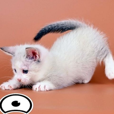 Gutaussehende Munchkin-Kätzchen mit blauen Augen zu verkaufen