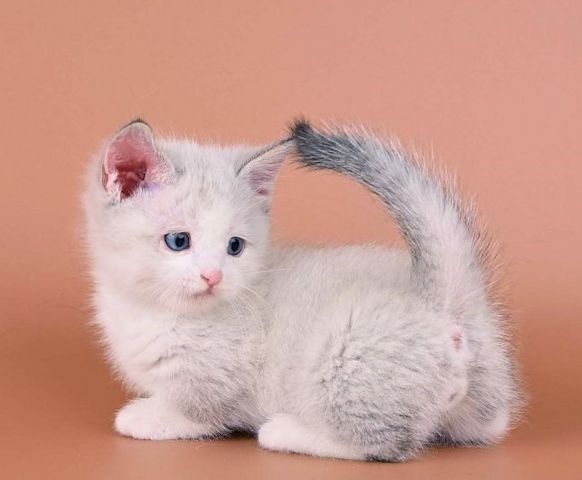 Gutaussehendes Munchkin-Kätzchen mit blauen Augen