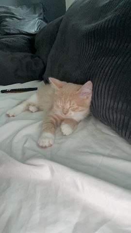 Europäische Kurzhaar Kitten