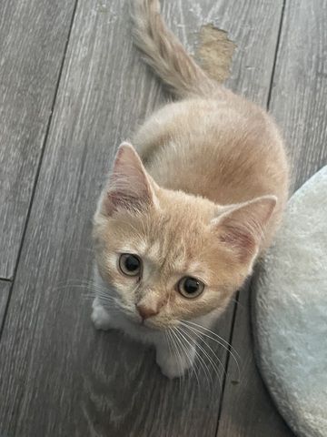 Europäische Kurzhaar Kitten