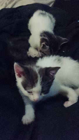 Katzen kitten