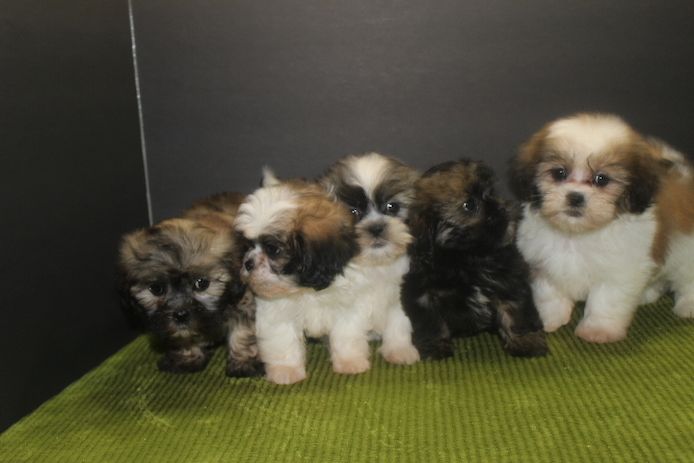 Shih-Tzu-Welpen abzugeben.