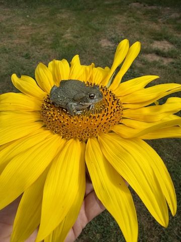 Bufo Alvarius, Laich vom 19.06.2026