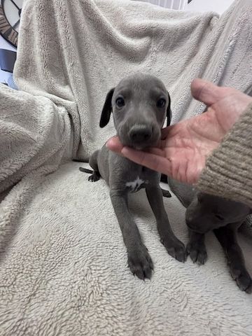 Blaue Whippet-Welpen suchen ein neues Zuhause