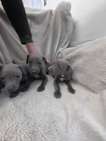 Blaue Whippet-Welpen suchen ein neues Zuhause