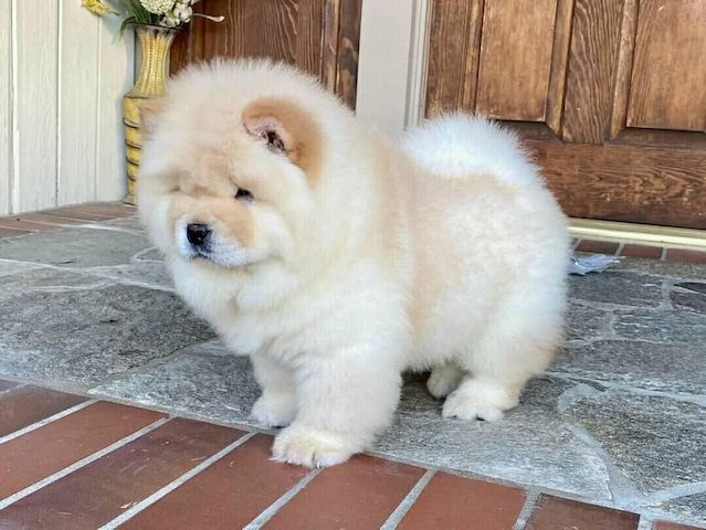 Wunderschöne Chow-Chow-Welpen suchen ein Zuhause