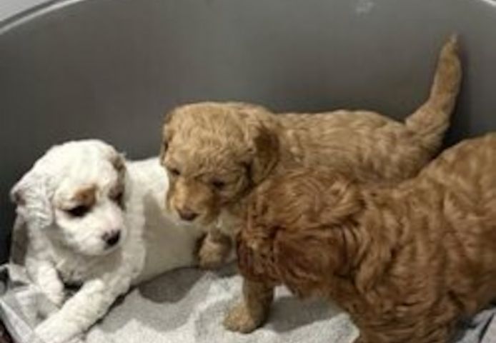 Cavapoo-Welpen zu verkaufen