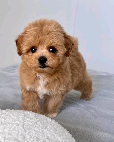 Süße Maltipoo-Welpen zu verkaufen