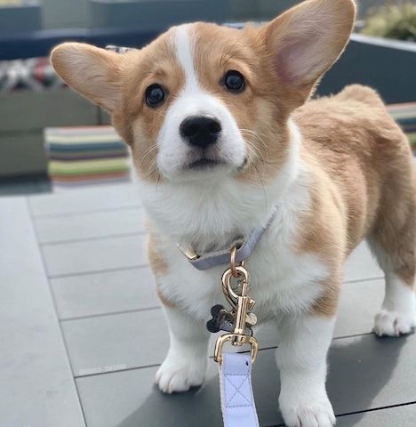 Wunderschöne Pembroke Welsh Corgi-Welpen